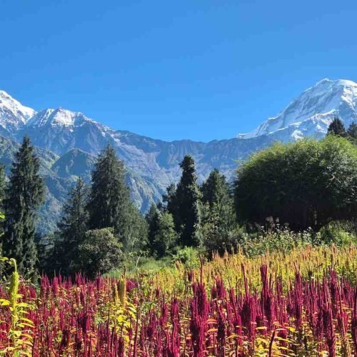 Colourful alpine meadow with forest and snow-covered mountains beyond